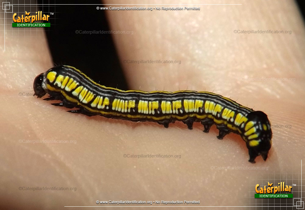 Full-sized image of the Calico Paint Caterpillar