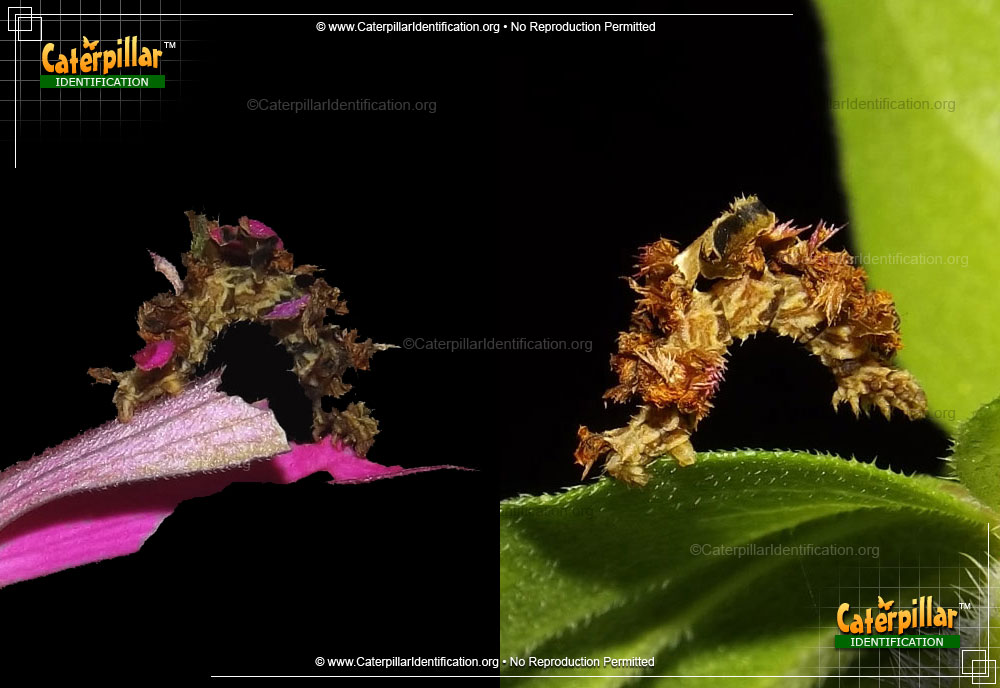Full-sized image of the Camouflaged Emerald Moth Caterpillar