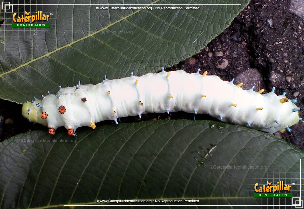 Full-sized image #2 of the Cecropia Silk Moth Caterpillar