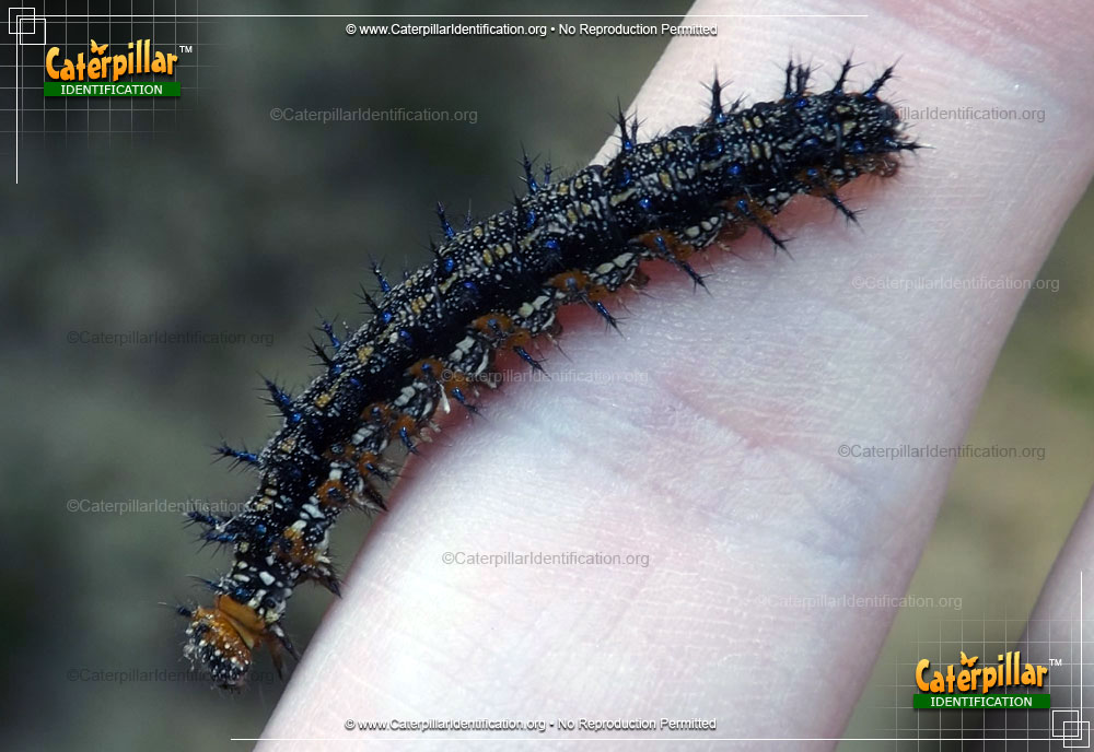 Full-sized image of the Common Buckeye Butterfly Caterpillar