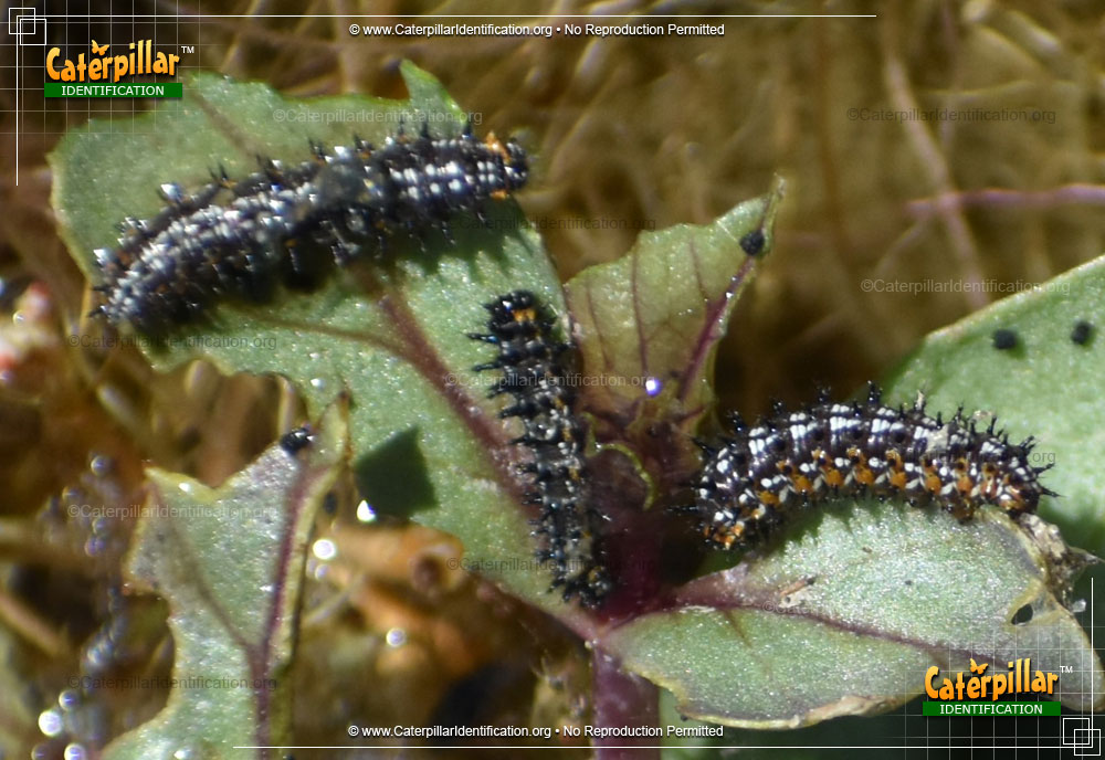 Full-sized image #4 of the Common Buckeye Butterfly Caterpillar