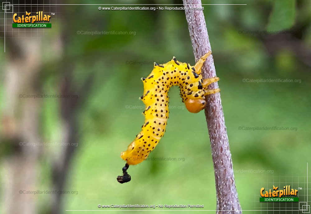 Full-sized image #2 of the Common Sawfly Larva