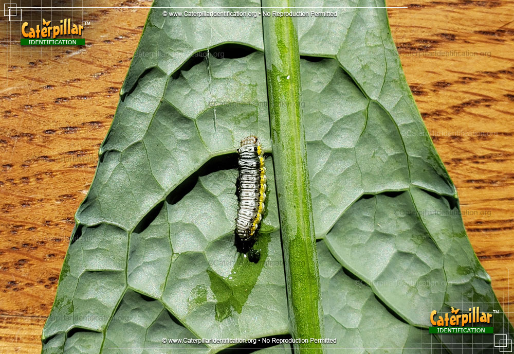 Full-sized image #5 of the Cross-striped Cabbage Worm