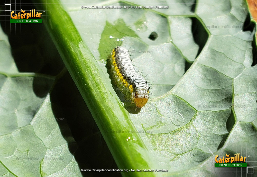 Full-sized image #4 of the Cross-striped Cabbage Worm