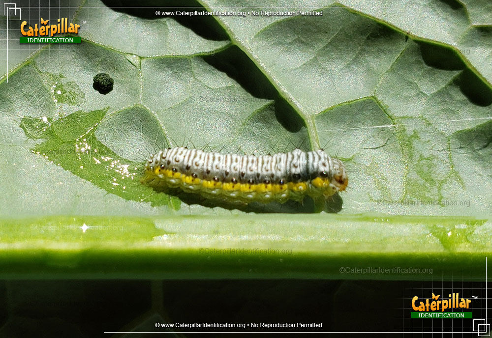 Full-sized image of the Cross-striped Cabbage Worm