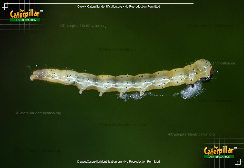 Full-sized image of the Dark-headed Aspen Leafroller Moth Caterpillar