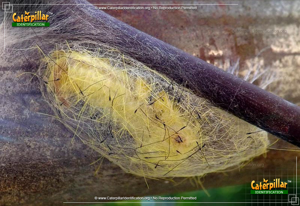 Full-sized image of the Definite Tussock Moth Caterpillar
