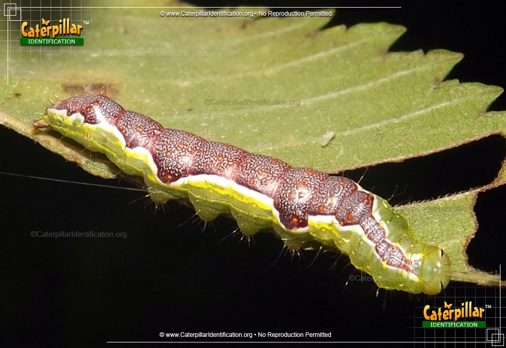 Full-sized image of the Double-lined Prominent Caterpillar