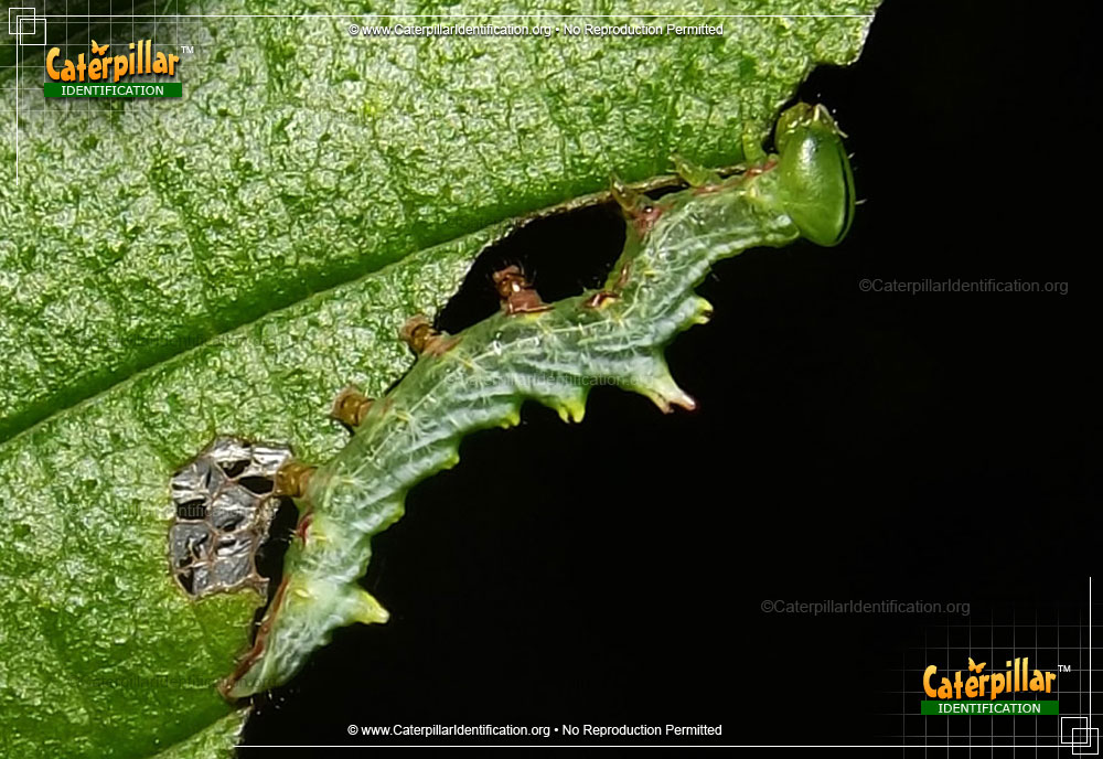 Full-sized image of the Double-toothed Prominent Moth Caterpillar