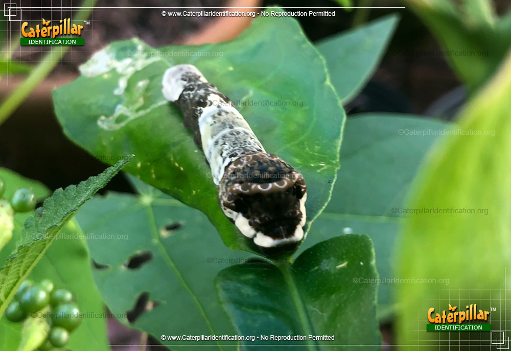 Full-sized image #4 of the Eastern Giant Swallowtail Butterfly Caterpillar
