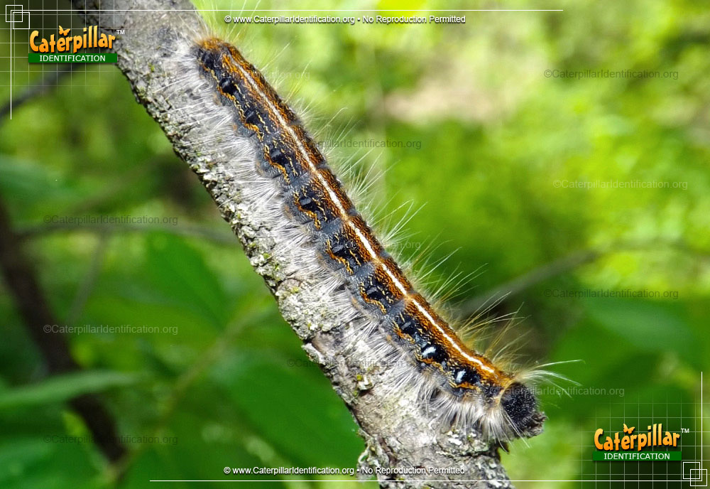 Full-sized image of the Eastern Tent Caterpillar