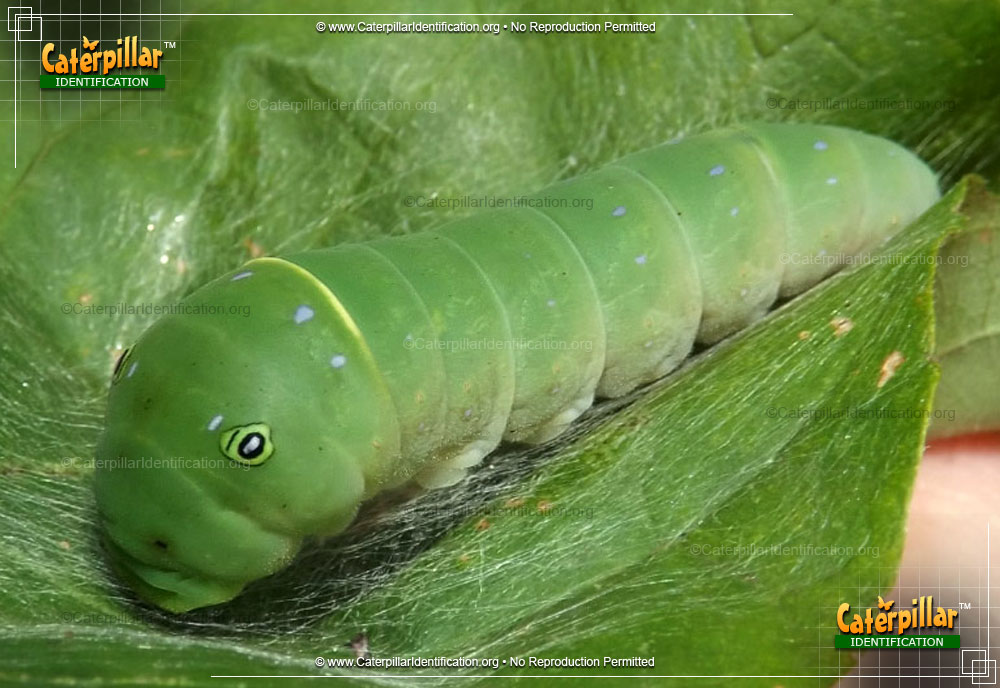 Full-sized image #5 of the Eastern Tiger Swallowtail Caterpillar