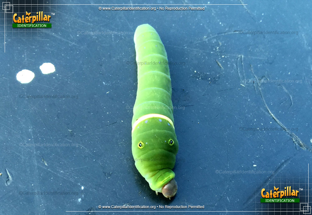 Full-sized image #3 of the Eastern Tiger Swallowtail Caterpillar
