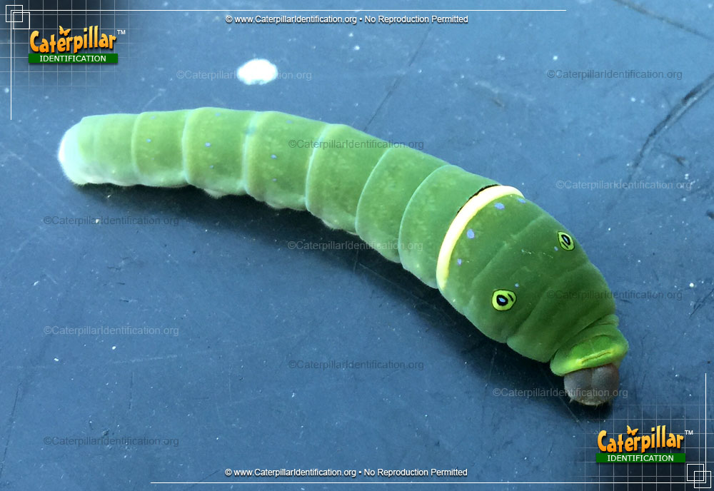 Full-sized image of the Eastern Tiger Swallowtail Caterpillar