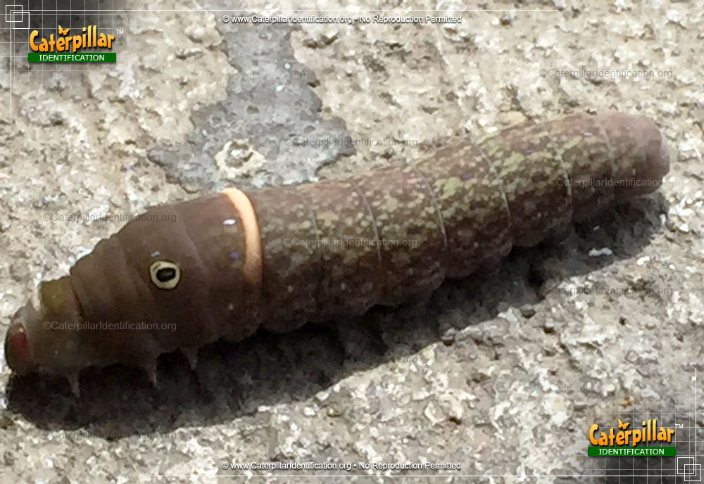 Full-sized image #2 of the Eastern Tiger Swallowtail Caterpillar