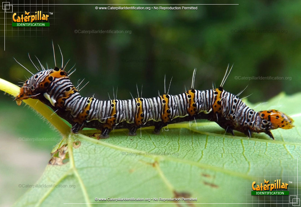 Full-sized image of the Eight-spotted Forester Moth Caterpillar