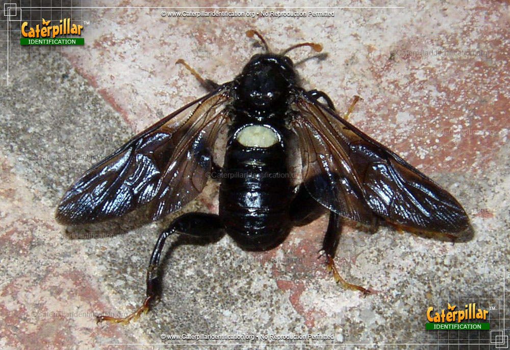 Full-sized image #2 of the Elm Sawfly
