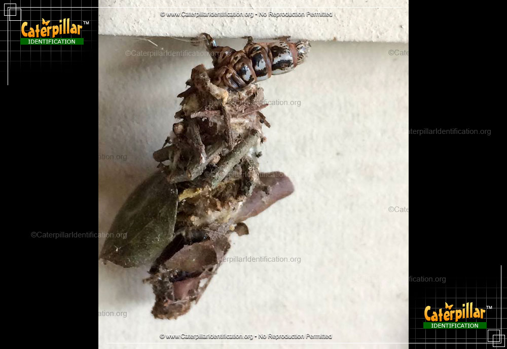Full-sized image of the Evergreen Bagworm