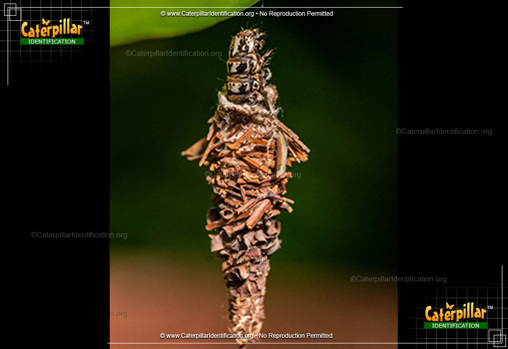 Full-sized image #2 of the Evergreen Bagworm