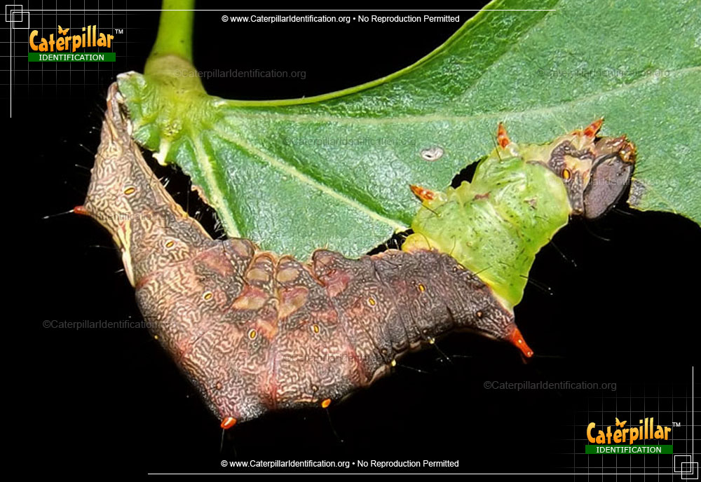 Full-sized image of the False Unicorn Caterpillar