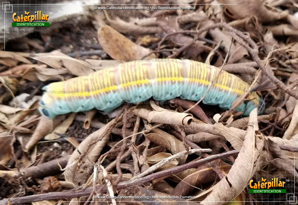 Full-sized image of the Fig Sphinx Moth Caterpillar