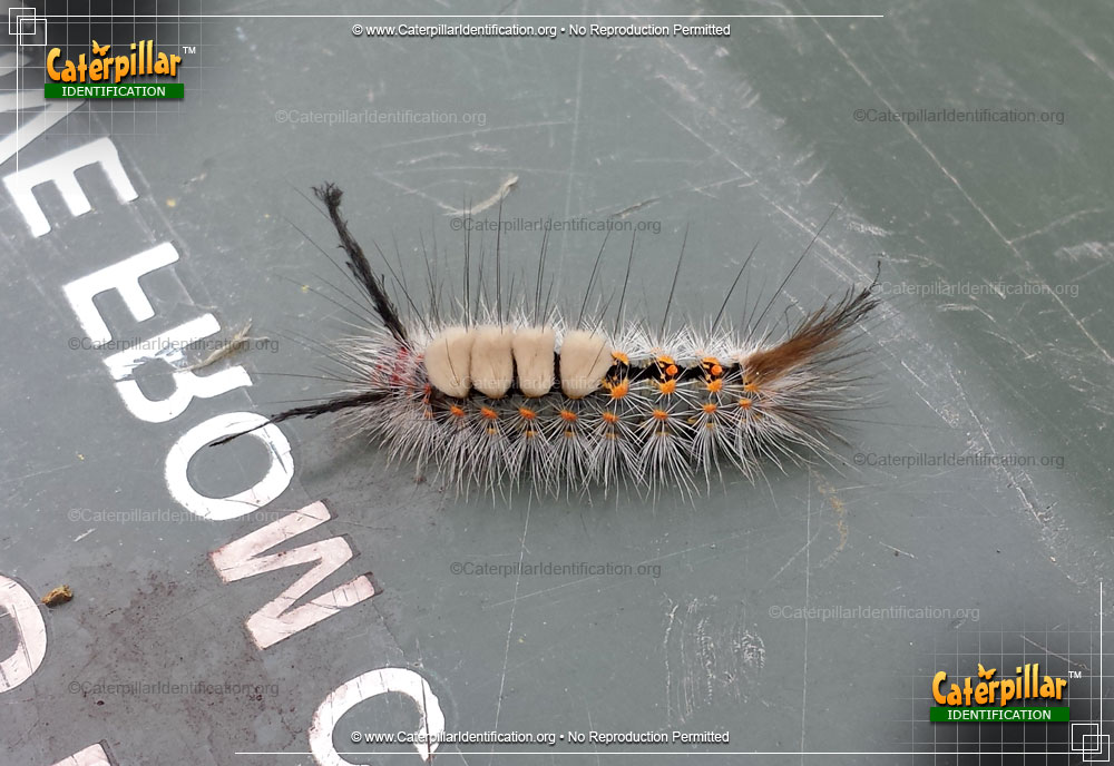 Full-sized image of the Fir Tussock Moth Caterpillar