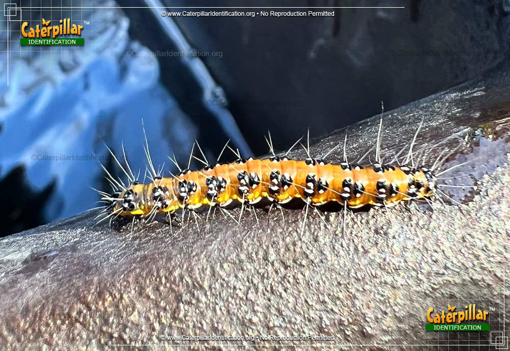Full-sized image of the Genista Broom Moth Caterpillar