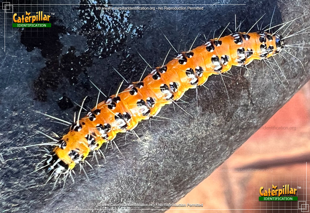 Full-sized image #2 of the Genista Broom Moth Caterpillar