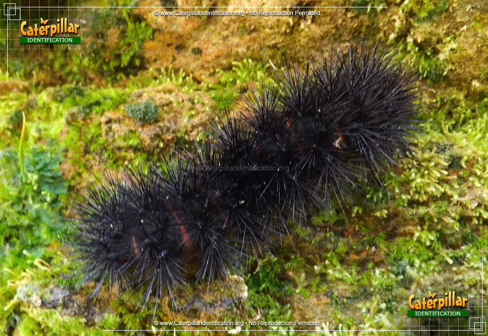 Full-sized image #3 of the Giant Leopard Moth Caterpillar