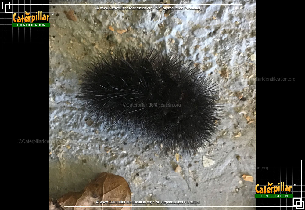 Full-sized image #2 of the Giant Leopard Moth Caterpillar