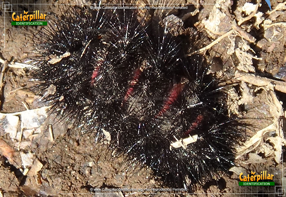 Full-sized image of the Giant Leopard Moth Caterpillar