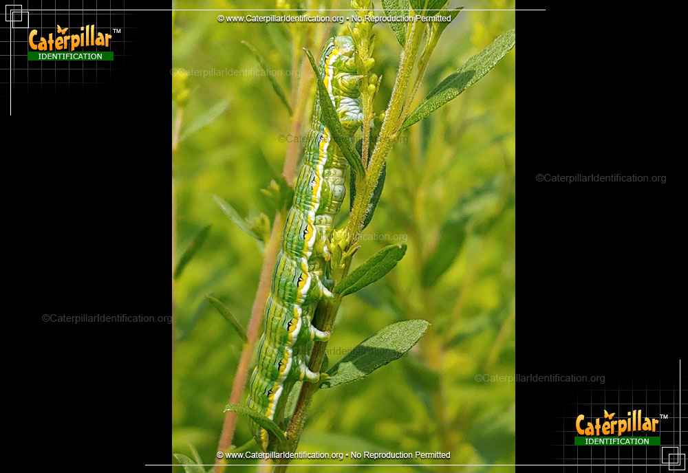 Full-sized image #2 of the Goldenrod Hooded Owlet Moth Caterpillar
