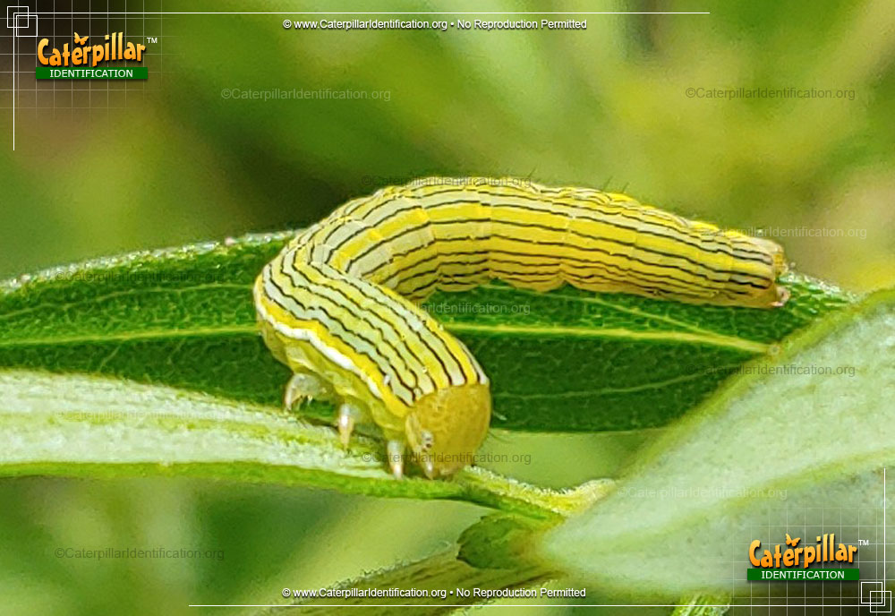 Full-sized image #3 of the Goldenrod Hooded Owlet Moth Caterpillar