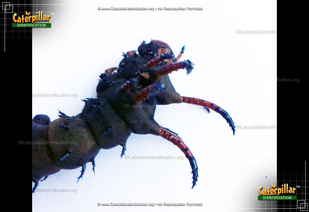 Full-sized image #2 of the Hickory Horned Devil