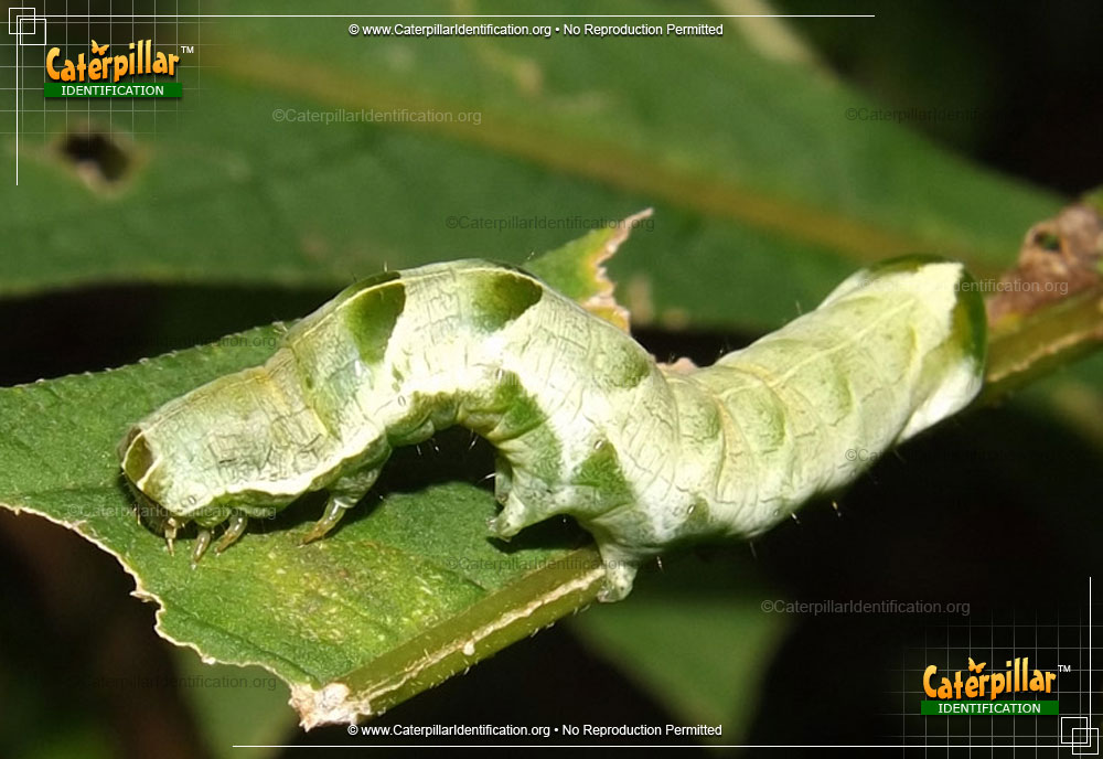 Full-sized image of the Hitched Arches Moth Caterpillar
