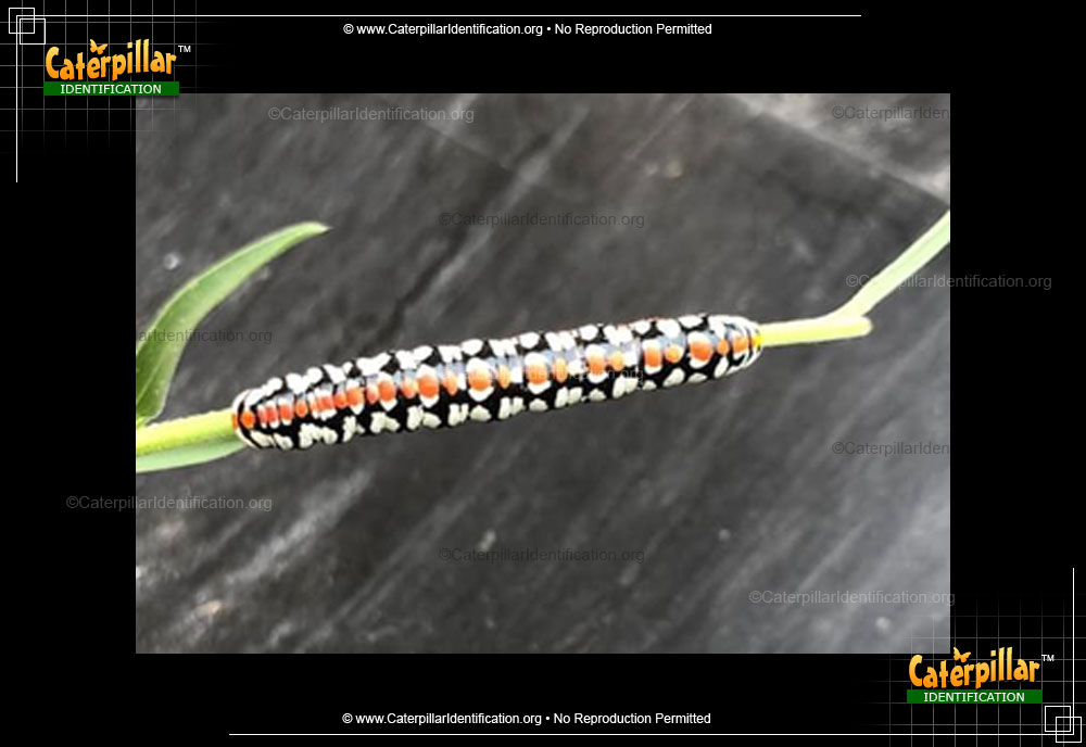 Full-sized image #2 of the Hooded Owlet Moth Caterpillar