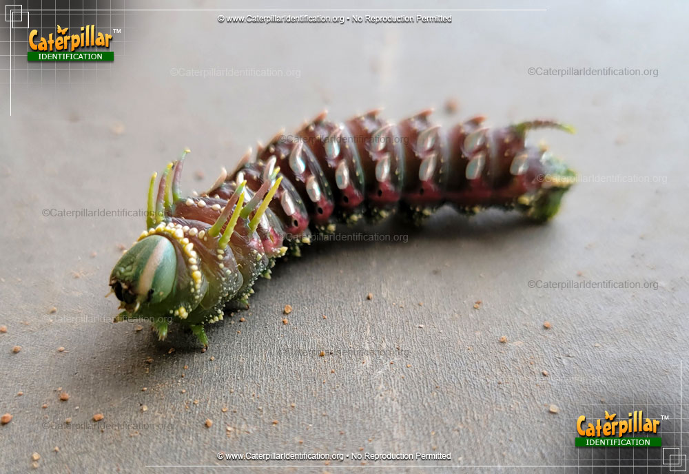 Full-sized image of the Hubbard's Small Silkmoth Caterpillar