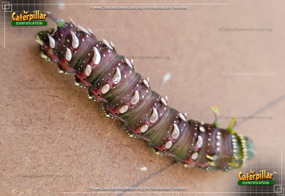 Full-sized image #2 of the Hubbard's Small Silkmoth Caterpillar