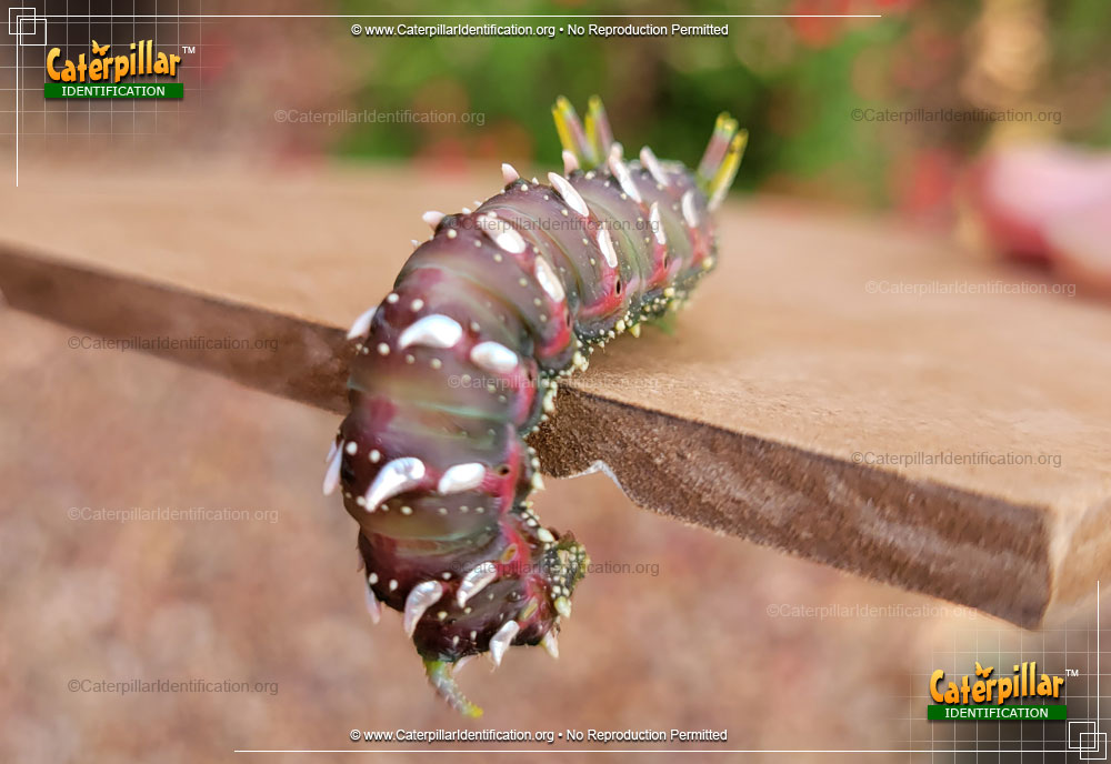 Full-sized image #3 of the Hubbard's Small Silkmoth Caterpillar