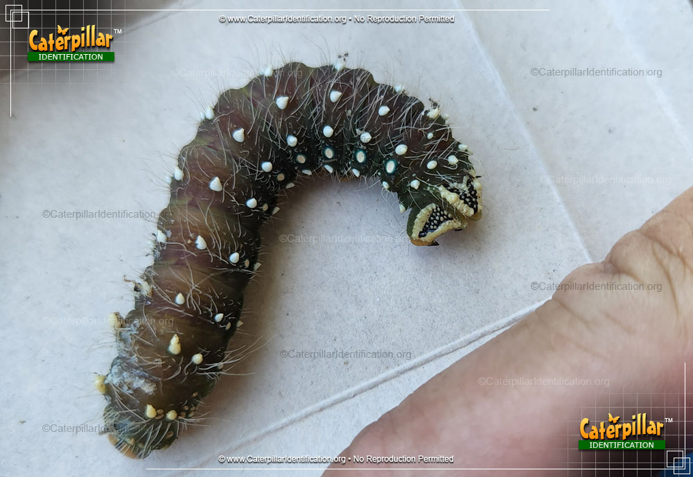 Full-sized image #4 of the Imperial Moth Caterpillar