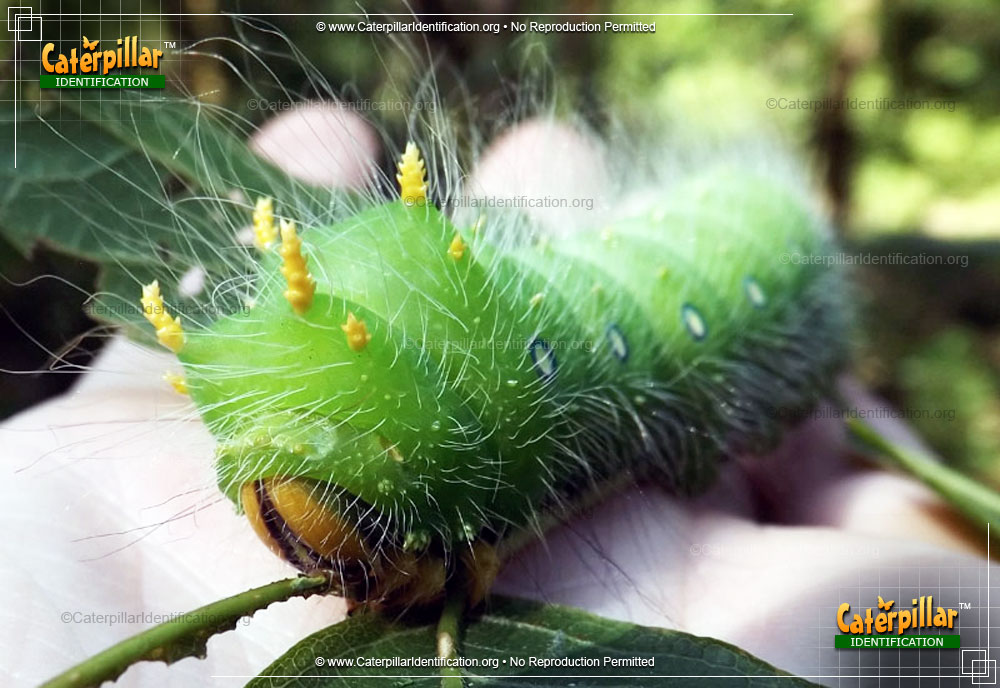 Full-sized image #3 of the Imperial Moth Caterpillar