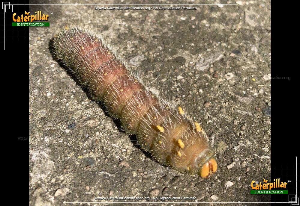 Full-sized image #2 of the Imperial Moth Caterpillar