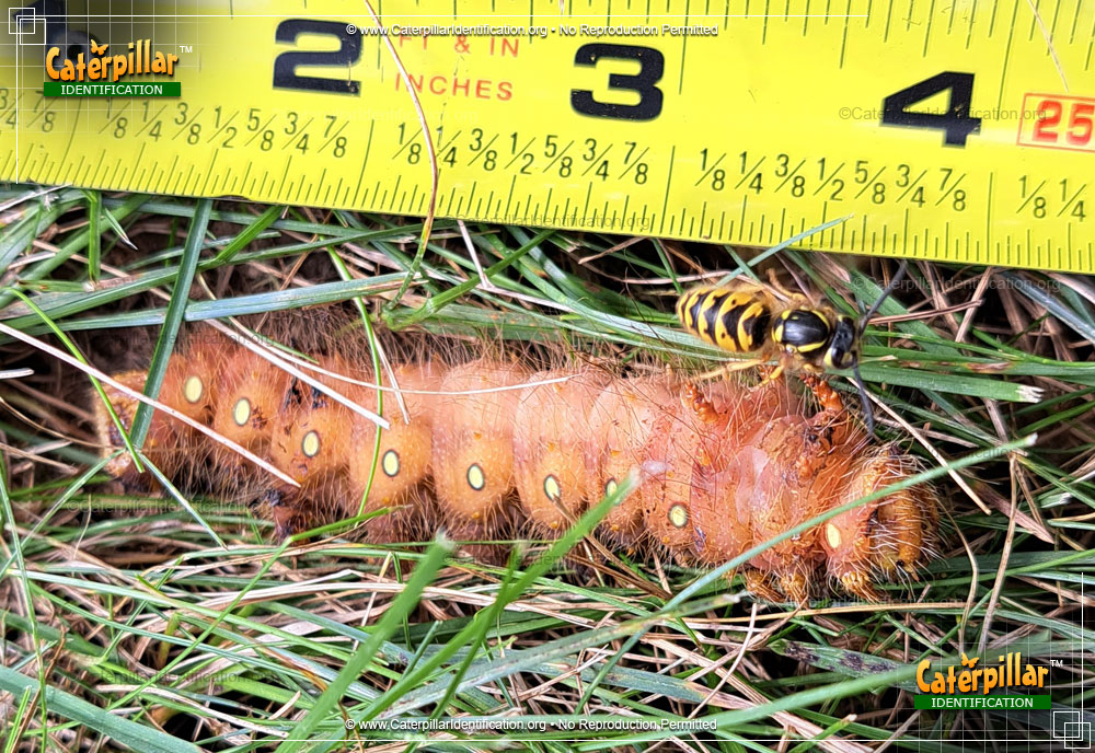 Full-sized image #6 of the Imperial Moth Caterpillar