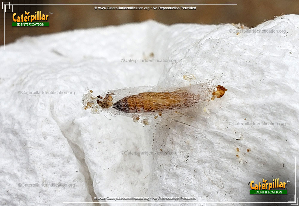 Full-sized image of the Indianmeal Moth Caterpillar