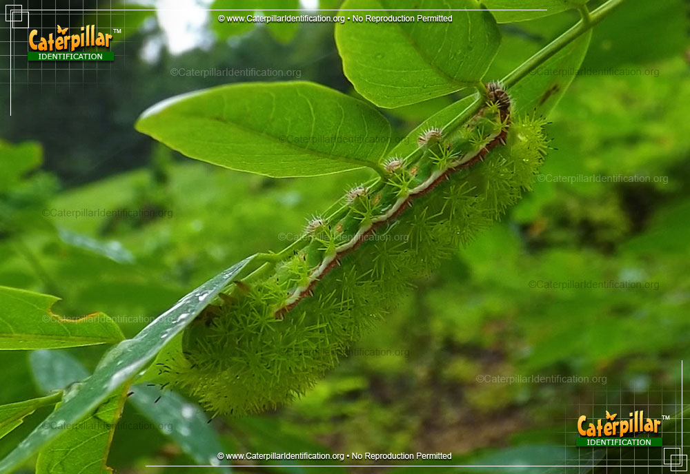 Full-sized image #2 of the Io Moth Caterpillar