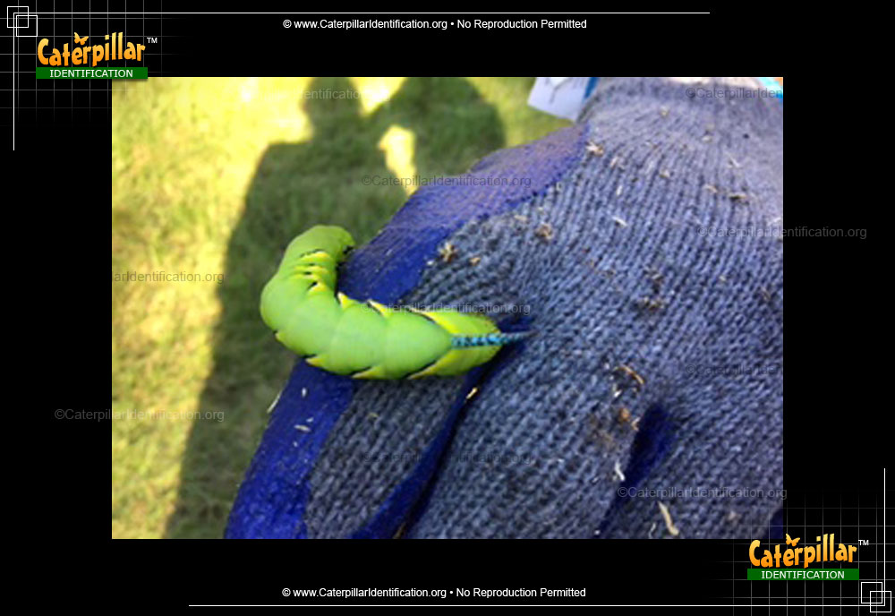 Full-sized image #3 of the Laurel Sphinx Moth Caterpillar