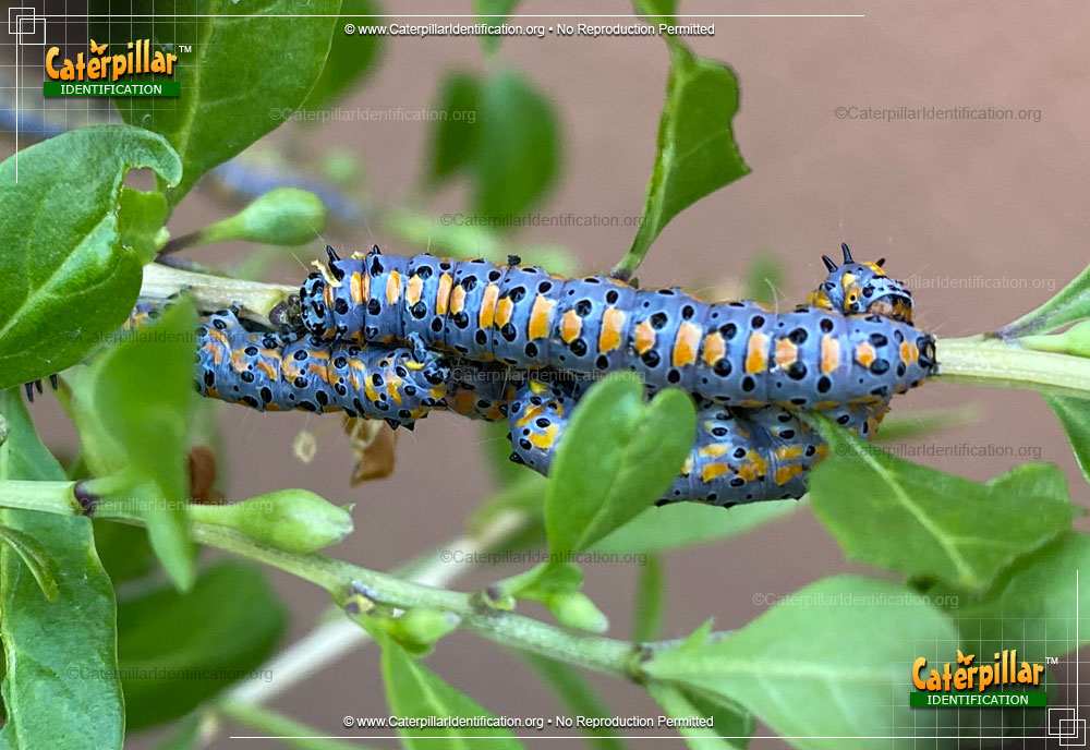 Full-sized image of the Crambid Moth Caterpillar