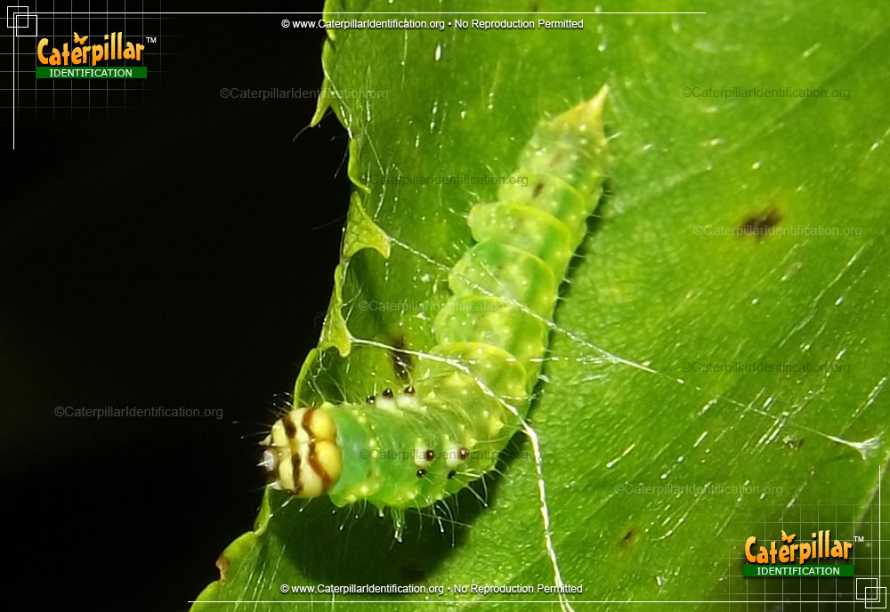 Full-sized image of the Masked Birch Caterpillar