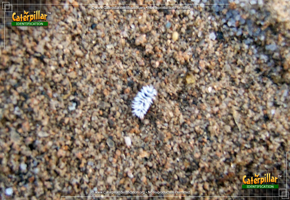 Full-sized image #2 of the Mealybug Destroyer Beetle Larva