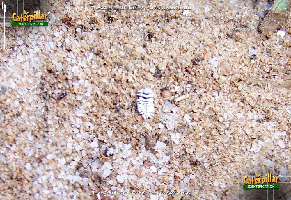 Full-sized image #3 of the Mealybug Destroyer Beetle Larva